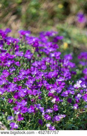 Lilacbush (aubrieta Deltoidea) Flowers