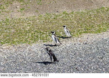 Magellanic Penguin On Martillo Island Beach, Ushuaia