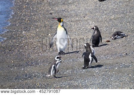 King Penguin On Martillo Island Beach, Ushuaia