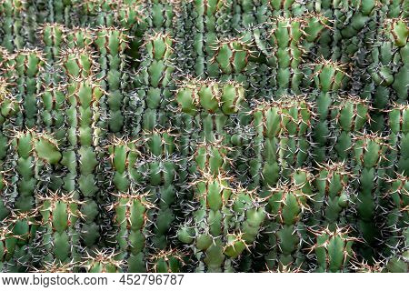 Green Vertical Cactuses Growing Next To Each Other. Botanical Pattern. Selective Focus.