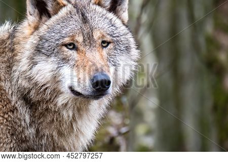Close Up Of An Adult Wolve Roaming In The Forest