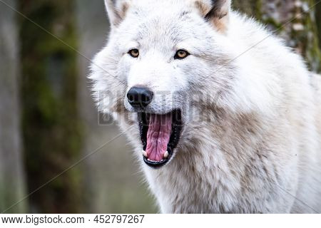 Close Up Of An Adult White Wolve Roaming In The Forest