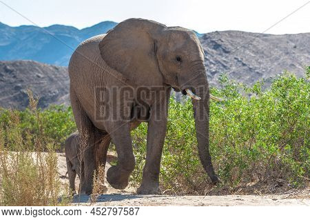 Closeup Of An African Desert Elephant - Loxodonta Africana- Wandering In The Desert In North Western