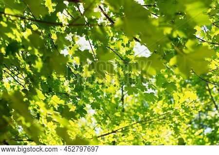 Green Maple Foliage. Natural Bright Background. Lush Foliage In The Sunlight. Abstract Nature. Botto
