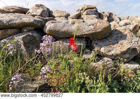 Blooming Spring Meadow In The Golan Heights In Northern Israel