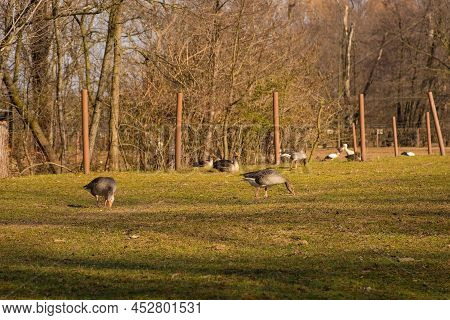 Greylag Geece In A Nature Reserve In Udine Province, Friuli-venezia Giulia, North East Italy