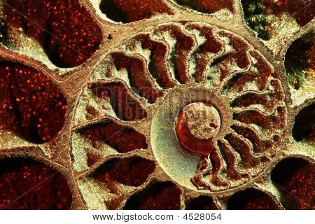 Ammonite kırmızı, makro