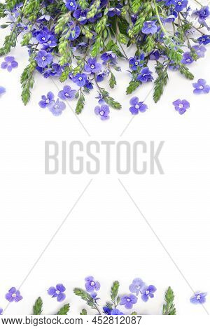 Bouquet Of Blue Flowers Speedwell ( Veronica Chamaedrys, The Germander Speedwell, Or Cat's Eyes ) On