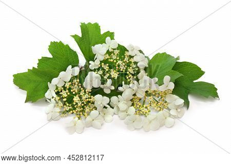 White Flowers Guelder Rose ( Viburnum Opulus ) On White Background. Other Names: Water Elder, Cramp 