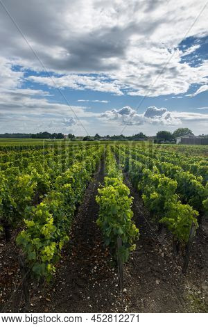 Typical vineyards near Saint-Julien-Beychevelle, Bordeaux, Aquitaine, France
