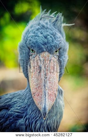 Becco a africano scarpa (Balaeniceps rex) noto anche come Whalehead o scarpa-billed Stork