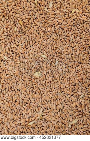 Wheat Grain Background. Dried Whole Grain Kernels Of Wheat. Selective Focus In The Center.