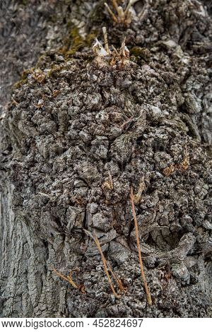 The Background Of The Bark Of An Old Linden Tree Is Gray In The Form Of A Clear Sunny Day. Design Ba