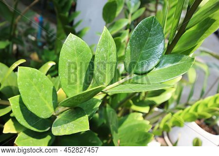 Zamioculcas Zamifolia , Zanzibar Gem Or Araceae Plant