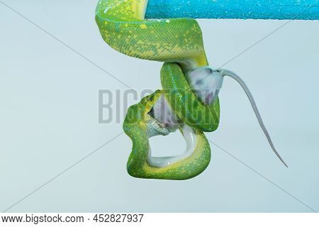 Corallus Caninus - Green Snake Coiled Into A Ball.