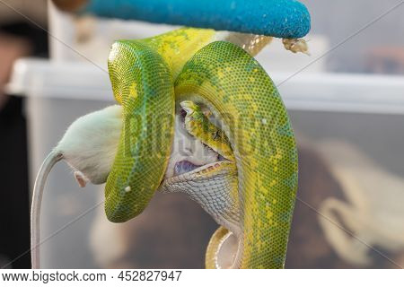 Corallus Caninus - Green Snake Coiled Into A Ball.
