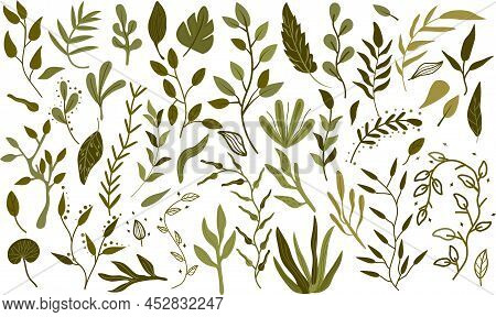 Big Botanical Set Of Green Leaves, Branches, Herbs And Decorative Leaves. Bright Green Foliage In Bo