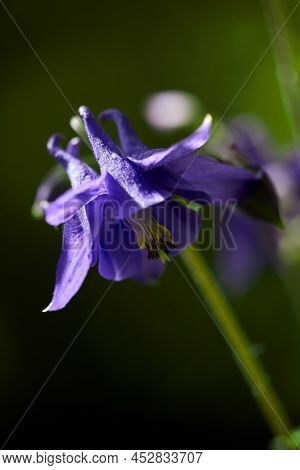 Doubtful Knight's Spur. Called Rocket Larkspur And Giant Larkspur Also. Consolida Ajacis