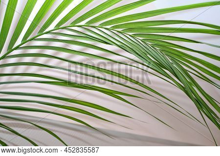 Houseplant Small Green Palm Tree (chamaedorea Hyophorbeae Hamedorea Bridble), Large Indoor Palm Plan