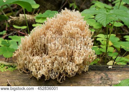 Wildlife Of Europe- Edible And Inedible Mushrooms Growing In Forest.