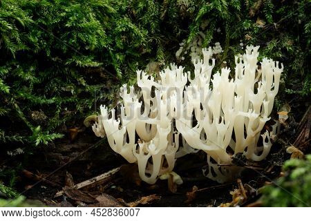 Wildlife Of Europe- Edible And Inedible Mushrooms Growing In Forest.