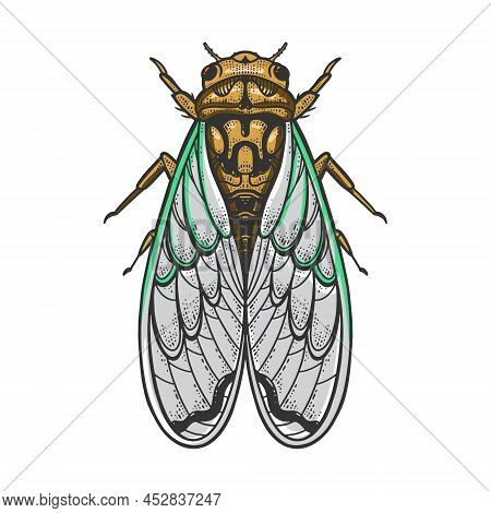 Cicadidae Cicada Insect Animal Color Sketch Engraving Vector Illustration. T-shirt Apparel Print Des