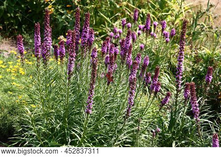 Sunny Summer Day In A Botanical Garden. The Liatris Plentifully Blossoms In A Flower Bed. On An Infl