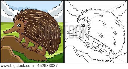 This Coloring Page Shows An Echidna Animal. One Side Of This Illustration Is Colored And Serves As A