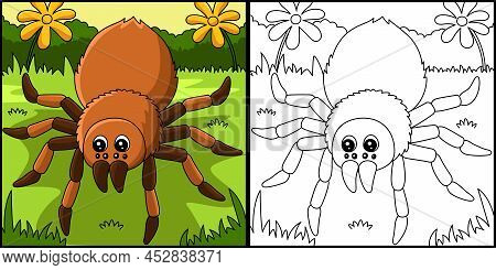 This Coloring Page Shows A Tarantula Animal. One Side Of This Illustration Is Colored And Serves As 