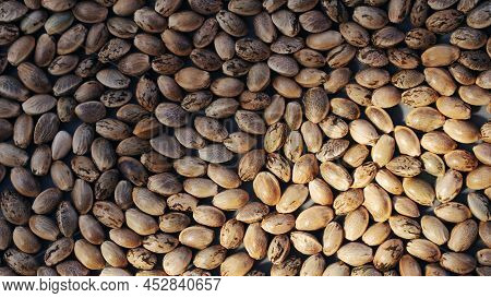 Hamp Seeds Macro. Cannabis Harvest. Marijuana Grain Background.