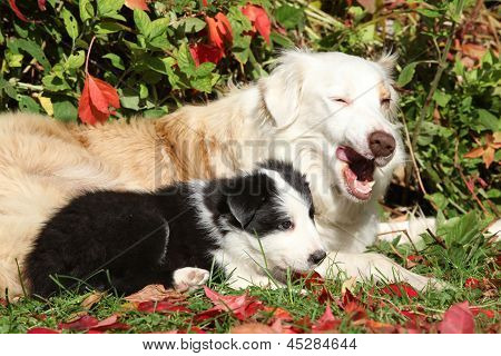 素敵なボーダー ・ コリー犬子犬
