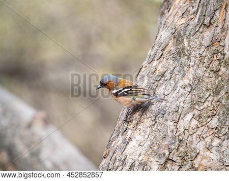 Common Chaffinch, Fringilla Coelebs, Sits On A Tree. Common Chaffinch In Wildlife.