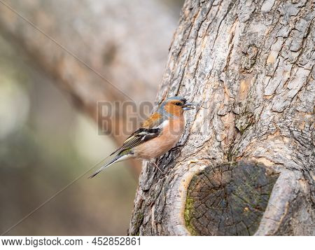 Common Chaffinch, Fringilla Coelebs, Sits On A Tree. Common Chaffinch In Wildlife.