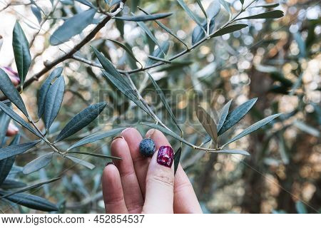 Close-up Of The Hands Of A Caucasian Olive Grower While He Checks Still Unripe Olives. Traditional A