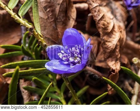Beautiful Macro Shot Of A First Single Wildflower Large Blue Hepatica (hepatica Transsilvanica) Star