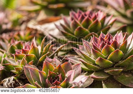The Flower Is A Stone Rose. The Plant Of The Tolstyakov Family Echeveria Is A Floral Background. Dec
