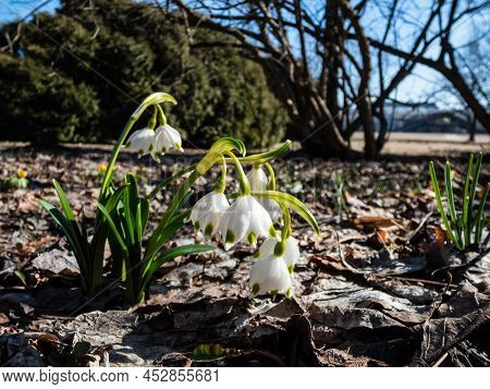 The Spring Snowflakes - Leucojum Vernum - With Single White Flowers With Greenish Marks Near The Tip