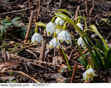 The Spring Snowflakes - Leucojum Vernum - With Single White Flowers With Greenish Marks Near The Tip