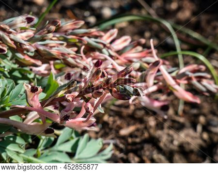 Close-up Of Rosy Purple Flowers And Buds Of The Corydalis Schanginii Appearing From The Ground In Ea
