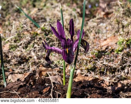 Close-up Shot Of The Cultivar Of The Netted Iris Or Golden Netted Iris (iris Reticulata) 'george' Wi