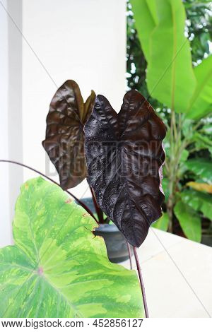 Colocasia Black Ripple , Colocasia Or Black Colocasia Plant