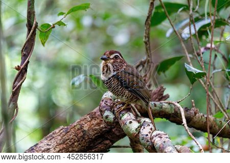 Short-legged Ground-roller, Brachypteracias Leptosomus, Perched In A Tree In Madagascar Rainforest. 