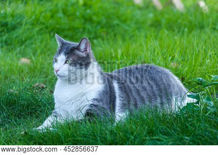 Portrait Of A Pet Gray-white Cat, Illuminated By The Sun.