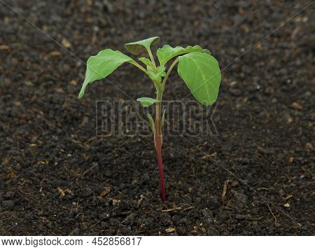 Young Plant Of Redroot Pigweed In Soil, Amaranthus Retroflexus