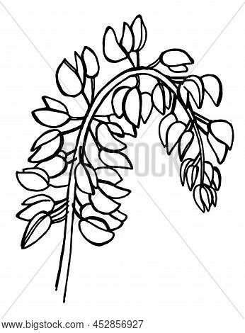 Hand Draw Sketch Wildflowers Lupinus Leaves, Flowers, Parts Of The Plant