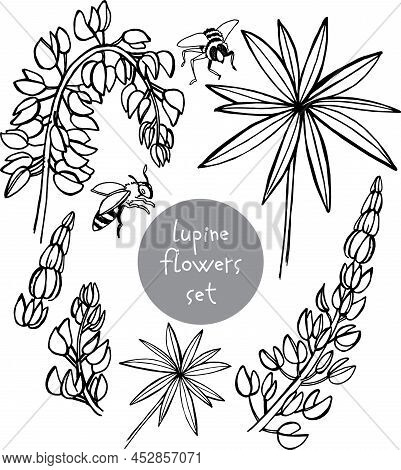 Line Art Set Of Hand Draw Sketch Wildflowers Lupinus Leaves, Flowers, Parts Of The Plant. Ideal For 