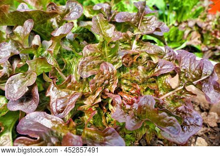 Close Up Of A Lettuce Cantarix (variety - Oakleaf) Growing In A Polytunnel