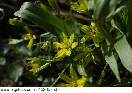 Small Flowers Of Gagea Lutea Or Goose Onions Close-up. Yellow Star-of-bethlehem Spring Blooming On S