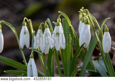 White Snowdrop Flower, Close Up. Galanthus Blossoms Illuminated By The Sun In The Green Blurred Back