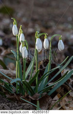 Early Spring Snowdrops, Galanthus Nivalis, Selective Focus And Diffused Background